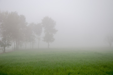 Obraz na płótnie Canvas Trees in the foggy weather 