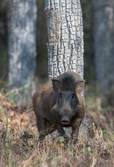 Wild boar, Tadoba National Park, Chandrapur district, Maharashtra, India.