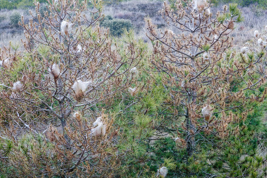 Thaumetopoea pityocampa. Pinos con bolsas de seda de orugas Procesionaria del Pino. Plaga.