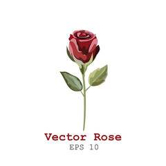 Drawing Red Rose isolated on white background