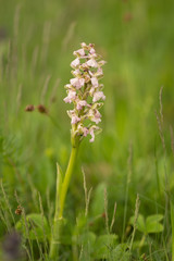small plant in the field