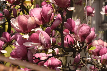 spring: trees blossom ,  magnolia blossoms - magnolia tree in Bistrita Romania, 2016