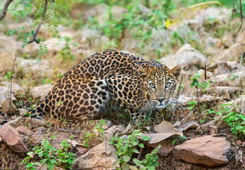 Fototapeta na wymiar Leopard at Tadoba National Park, Chandrapur district, Maharashtra, India.