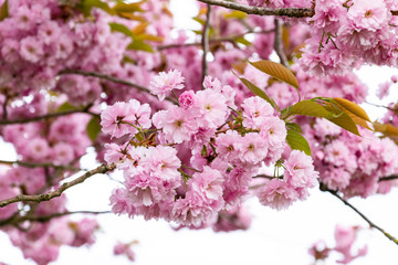 Flowering branch of Sakura close up.   Spring fruit trees.