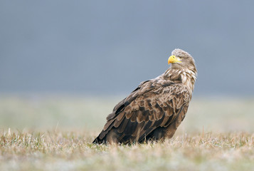 White tailed eagle (Haliaeetus albicilla)