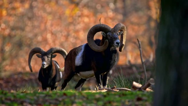 Mouflon (Ovis orientalis musimon) in autumn forest