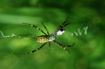 Big spider in nature IN ROMANIA