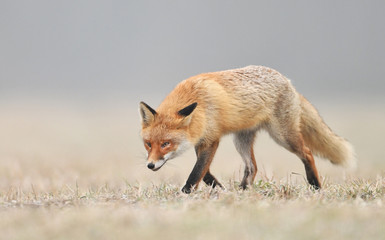 Fox (Vulpes vulpes)