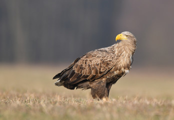 White tailed eagle (Haliaeetus albicilla)