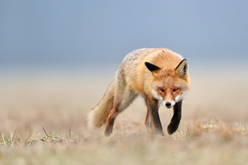Fox (Vulpes vulpes)