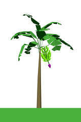 Fototapeta premium nature leaf green
