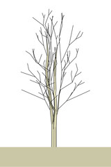 plant  isolated leaf