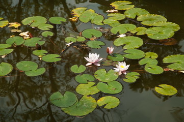 Pink lotus blossoms or water lily flowers 