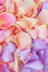 Obraz na płótnie Canvas Pink and purple rose petals; floral background
