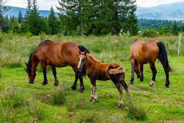 Obraz premium A Colt and Two Horses Grazing in a Green Meadow