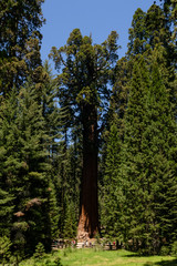 Obraz na płótnie Canvas Mammutbaum im Wald im Sequoia Park, Kalifornien, USA