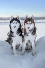Dogs sit on snowy cliff above coast winter river. Portrait two Siberian husky dogs with blue and yellow eyes, black, white and brown coat color. Blue sky, white landscape