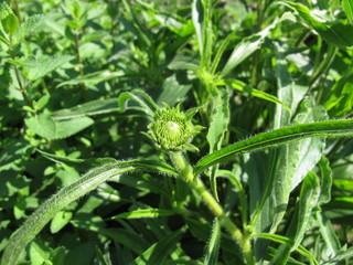 Schmalblättriger Igelkopf, Echinacea angustifolia