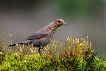 juvenile common blackbird in the forest in the  netherlands