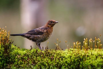 juvenile common blackbird in the forest in the  netherlands