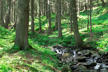 beautiful deep forest waterfall