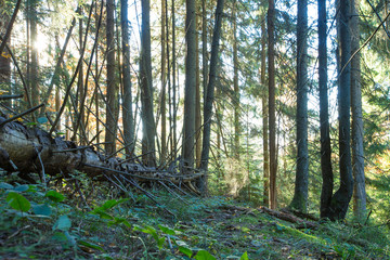 Forest trees. nature green wood sunlight backgrounds