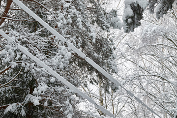 Electric wires covered with snow.