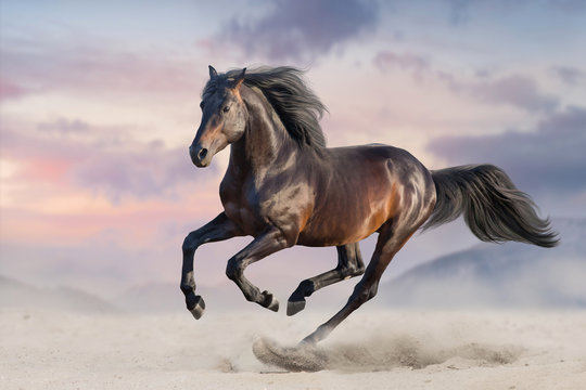 Fototapeta Podpalany koń biega cwał w pustynnym piasku