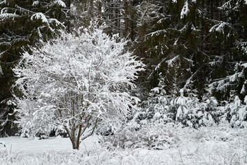 Shrubs are beautifully snow-covered with snow.