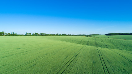 green field and blue sky