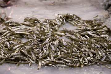 Pescado y sardinas plata en el mercadio