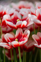 Fototapeta premium Floral colorful background with blooming red and white tulips in spring