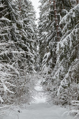 Empty snow covered road.