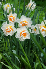 Fototapeta premium Daffodil flowers in spring
