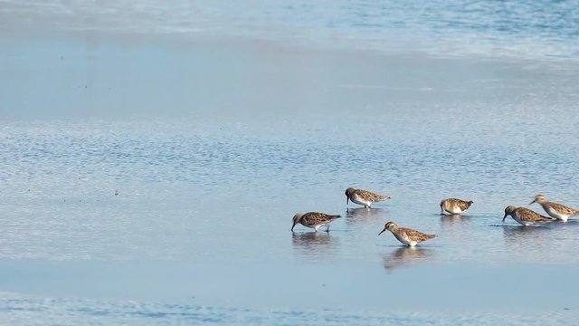 Piper shore birds walking in wetlands water