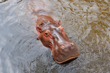 Huge Hippo Swimming in the Pool on a Hot Summer Day