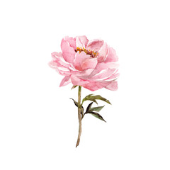 Single pink flower. Peony. Floral greeting card. Watercolor pink flower for wedding invitation decor. 