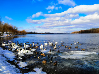 spring ice melts on the river and swans flew in