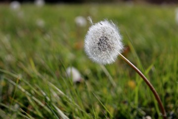 Stem and seeds of a dandelion in a meadow bent by wind 