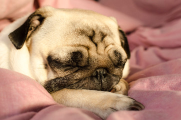 small cute dog breed pug sleeping in master's bed
