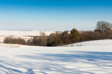Winter landscape , snow-covered field and trees without snow