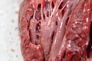 Concept of Education anatomy and physiology of heart in laboratory.