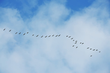 A flock of birds flying with a wedge in the blue sky.
