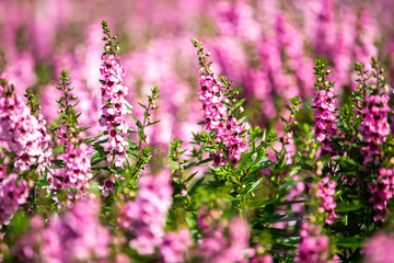 Obraz premium Salvia blooming in the garden, Pink colour flowers, Light and Shadow, Blurred and bokeh background, Selective focus