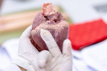 Concept of Education anatomy and physiology of heart in laboratory.