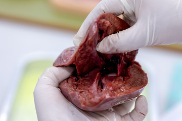 Concept of Education anatomy and physiology of heart in laboratory.