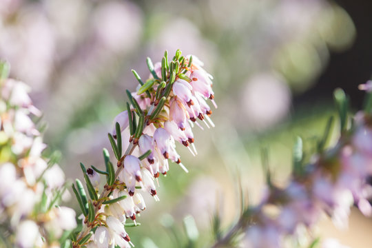 Delicate rose-pink flowers of Erica darleyensis plant (Winter Heath) in early spring garden during sunny day