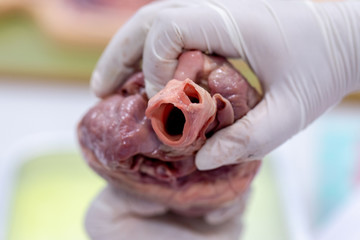 Concept of Education anatomy and physiology of heart in laboratory.