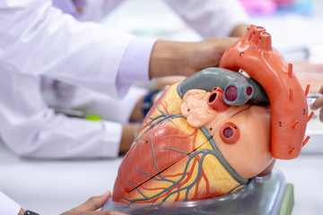Concept of Education anatomy and physiology of heart in laboratory.