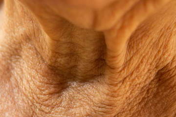 Senior woman's wrinkled neck, Medicine, Close up & Macro shot, Selective focus, Body part,...